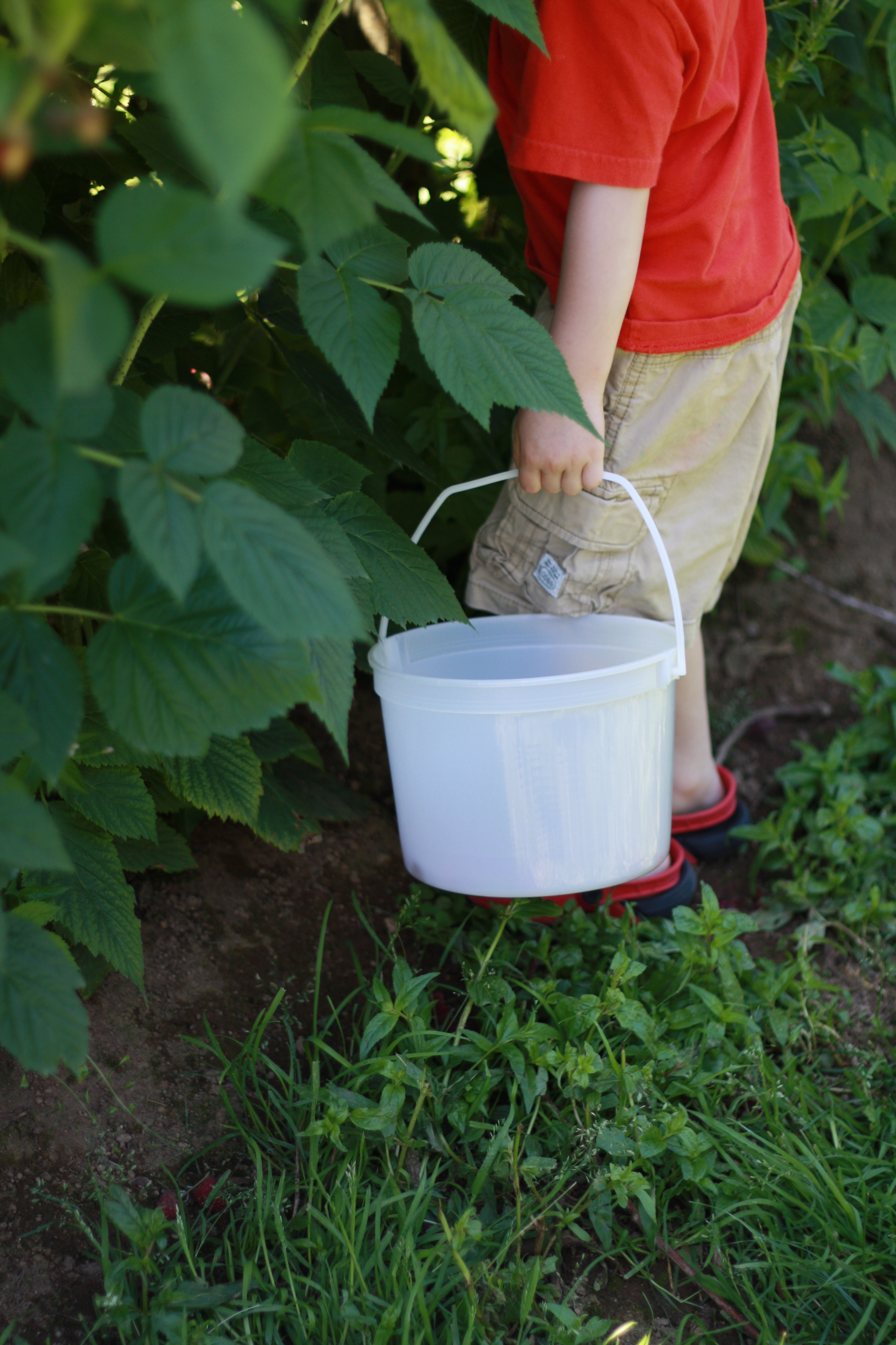 Berry Picking