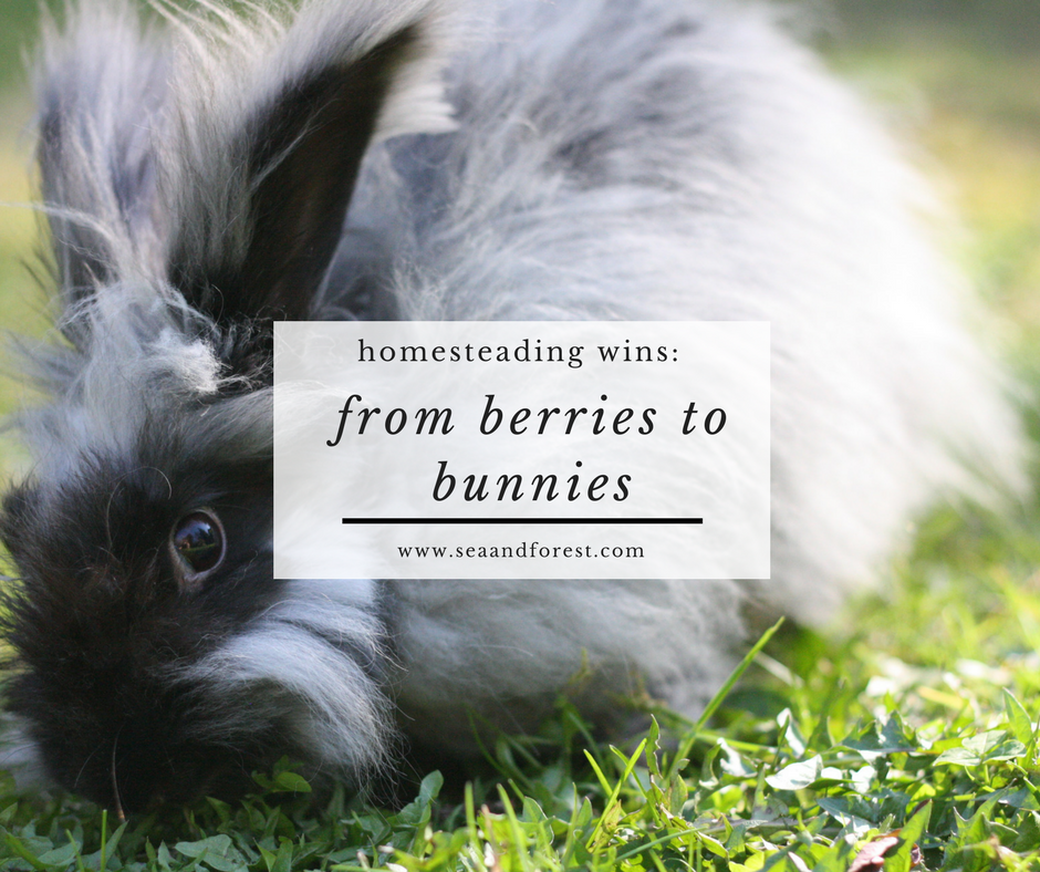 From Berries to Bunnies