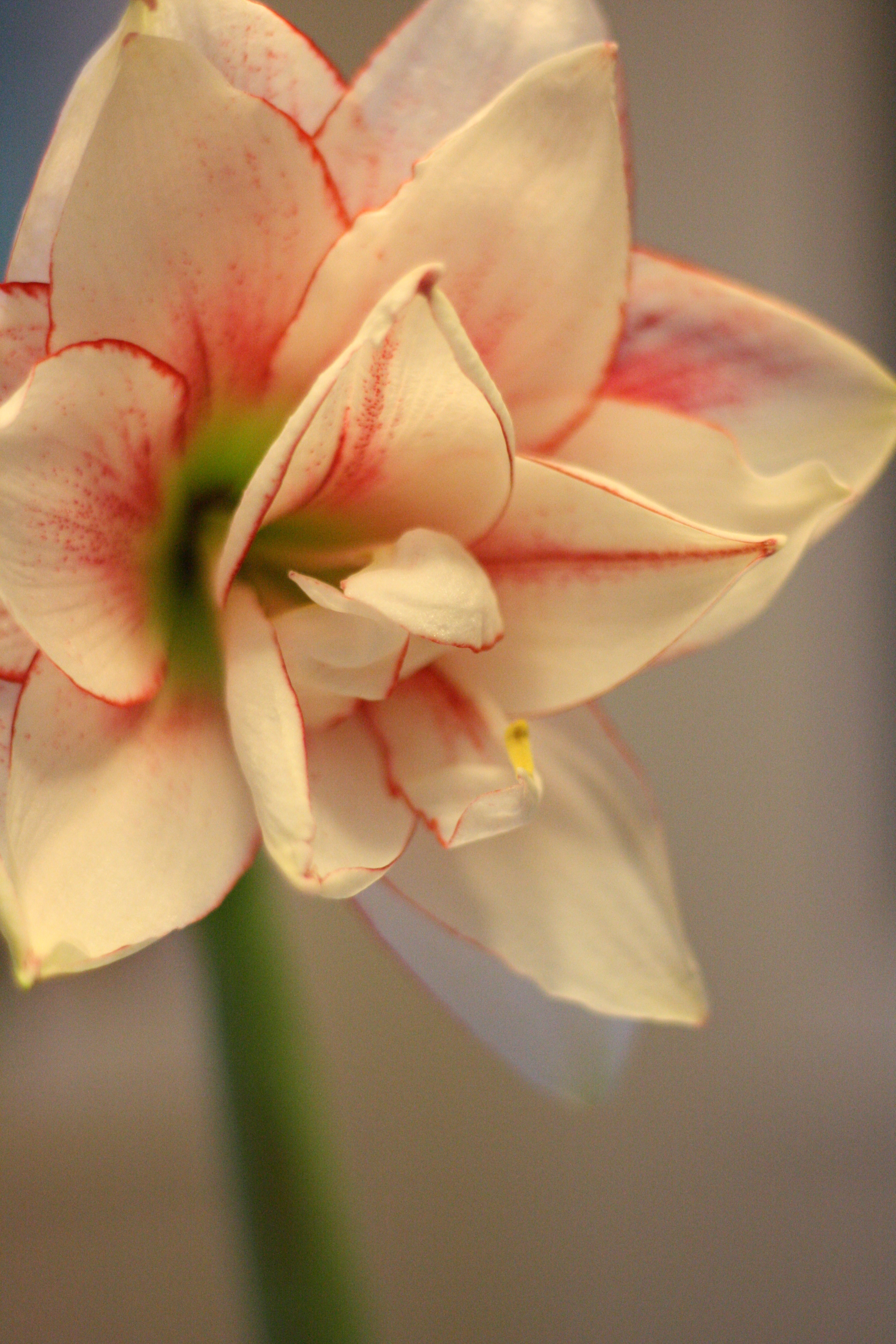 January 15th – Amaryllis Blooms
