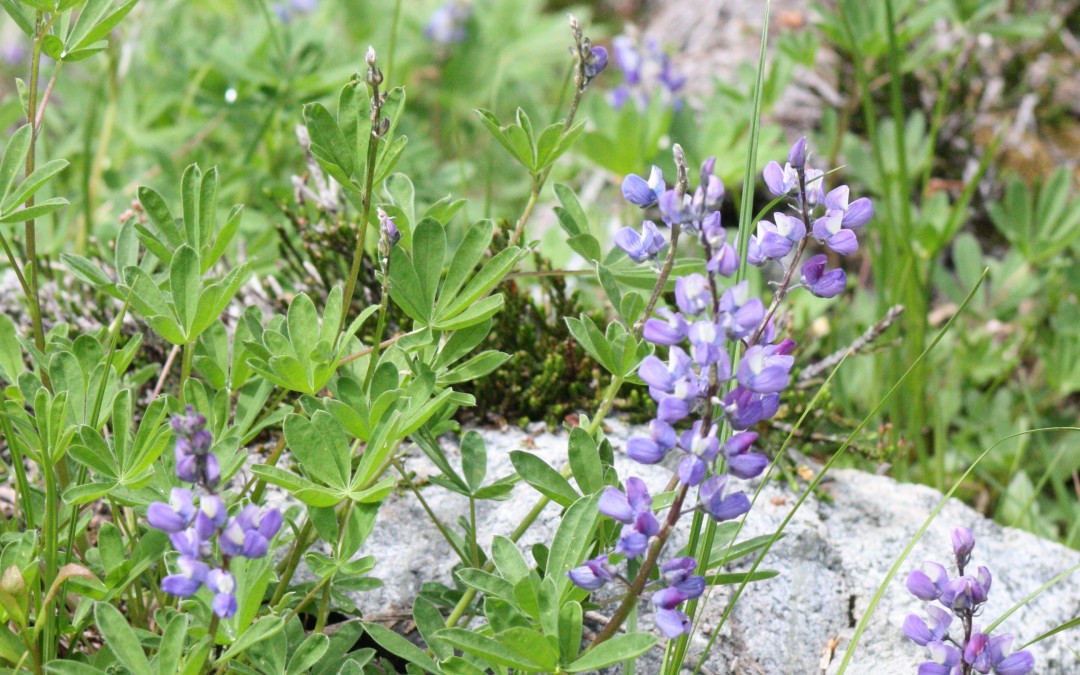 July 23rd – Alpine Wildflowers {Everyday Beauty}